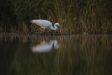 Czapla biała, Casmerodius albus, Ardea alba, Egretta alba