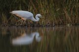 Czapla biała, Casmerodius albus, Ardea alba, Egretta alba