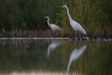 Czapla biała, Casmerodius albus, Ardea alba, Egretta alba