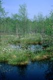 Biebrzański Park Narodowy, kwitnące wełnianki na bagnach