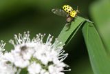 Biedronka mączniakówka, kroszela, biedronka dwudziestodwukropka, Psyllobora vigintiduopunctata, syn. Thea vigintiduopunctata