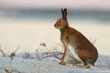 zając bielak, Lepus timidus