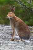 zając bielak, Lepus timidus