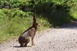 zając bielak, Lepus timidus