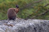 zając bielak, Lepus timidus