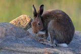 zając bielak, Lepus timidus