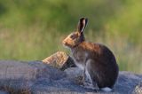 zając bielak, Lepus timidus