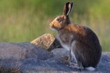 zając bielak, Lepus timidus