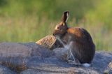 zając bielak, Lepus timidus