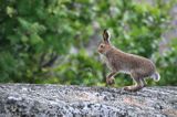 zając bielak, Lepus timidus