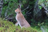 zając bielak, Lepus timidus