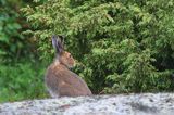 zając bielak, Lepus timidus