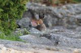 zając bielak, Lepus timidus