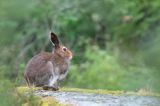 zając bielak, Lepus timidus