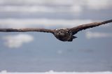 white-tailed sea eagle Haliaetus albicilla