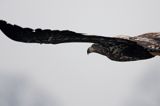 white-tailed sea eagle Haliaetus albicilla