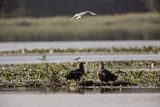 Bieliki, Haliaetus albicilla i śmeszka, Larus ridibundus