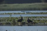 Bieliki, Haliaetus albicilla i śmeszka, Larus ridibundus