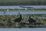 Bieliki, Haliaetus albicilla i śmeszka, Larus ridibundus