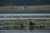 Bielik, Haliaetus albicilla i śmeszka, Larus ridibundus