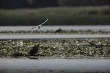 Bieliki, Haliaetus albicilla i śmeszka, Larus ridibundus