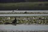 Bieliki, Haliaetus albicilla i śmeszka, Larus ridibundus