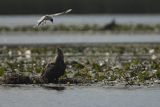 Bieliki, Haliaetus albicilla i śmeszka, Larus ridibundus