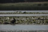 Bieliki, Haliaetus albicilla i śmeszka, Larus ridibundus