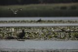 Bieliki, Haliaetus albicilla i śmeszka, Larus ridibundus