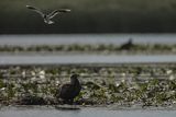 Bieliki, Haliaetus albicilla i śmeszka, Larus ridibundus