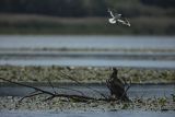 Bieliki, Haliaetus albicilla i śmeszka, Larus ridibundus