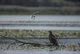 Bieliki, Haliaetus albicilla i śmeszka, Larus ridibundus