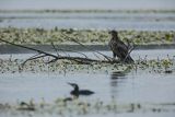 Bielik, Haliaetus albicilla i kormoran