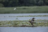 Bieliki, Haliaetus albicilla i śmeszka, Larus ridibundus