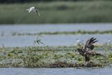 Bieliki, Haliaetus albicilla i śmeszka, Larus ridibundus