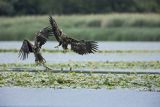 Bieliki, Haliaetus albicilla, młodociane