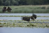 Bieliki, Haliaetus albicilla, młodociane