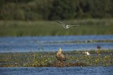 Bieliki, Haliaetus albicilla i śmeszka, Larus ridibundus