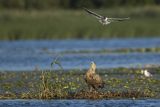 Bieliki, Haliaetus albicilla i śmeszka, Larus ridibundus