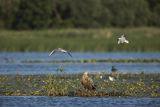 Bielik, Haliaetus albicilla i śmeszka, Larus ridibundus