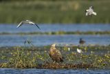 Bielik, Haliaetus albicilla i śmeszka, Larus ridibundus