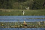 Bielik, Haliaetus albicilla i śmeszka, Larus ridibundus