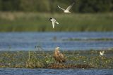 Bieliki, Haliaetus albicilla i śmeszka, Larus ridibundus