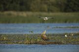 Bielik, Haliaetus albicilla i śmeszka, Larus ridibundus