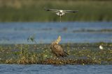 Bieliki, Haliaetus albicilla i śmeszka, Larus ridibundus