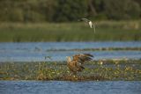 Bieliki, Haliaetus albicilla i śmeszka, Larus ridibundus