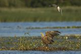 Bieliki, Haliaetus albicilla i śmeszka, Larus ridibundus