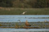 Bielik, Haliaetus albicilla i śmeszka, Larus ridibundus