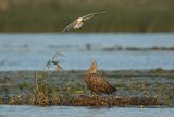 Bielik, Haliaetus albicilla i śmeszka, Larus ridibundus