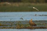 Bielik, Haliaetus albicilla i śmeszka, Larus ridibundus